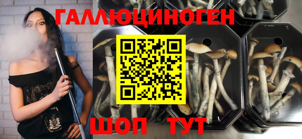 Новоуральск  цена наркотик  Вход с VPN  Псилоцибиновые грибы Psilocybe 